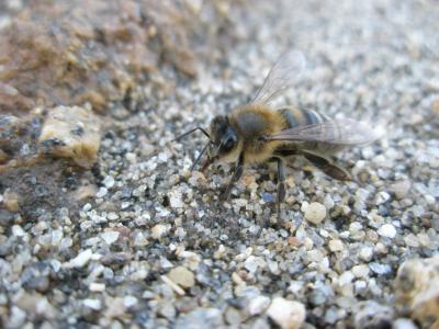 蜜蜂, 蜜蜂, 昆虫