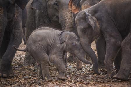小象, 大象, 斯里兰卡, 长鼻, 动物园, 保护, 家庭