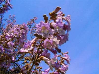 皇帝棵开花的树, 紫色的花毛泡桐, 春天, 花, 自然, 脆弱, 春天