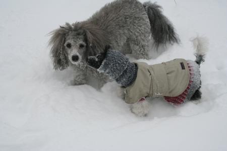 狗, 雪, 贵宾犬, 感冒, 狗, 冬天, 宠物