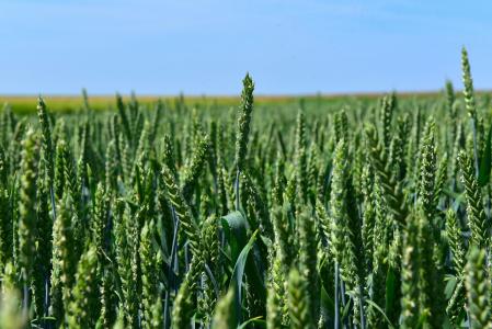 小麦, 由柴坦尼亚 k, 作物, 农业