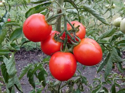 西红柿, 花园, 作物