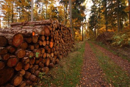 holzstapel, 像树, 木材工业, 森林, 林间小径走, 木材, 树木