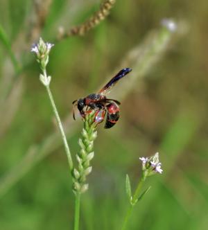 黄蜂, 梅森黄蜂, 红黑梅森黄蜂, 昆虫, 昆虫飞行, 有翅膀的昆虫, pollenate