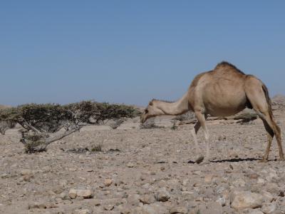骆驼, 阿曼, 沙特阿拉伯, 亚洲, 沙漠, 干, 干旱