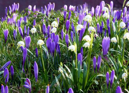husum, 春天的花朵, 番红花, 早就崭露头角, 春天草地, 紫色, 白色