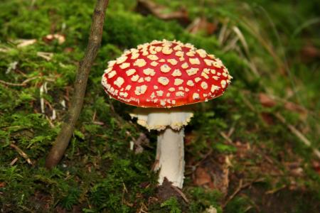飞金顶, 森林蘑菇, 有毒, 好运气的象征, 红色, 森林, 红色飞木耳蘑菇