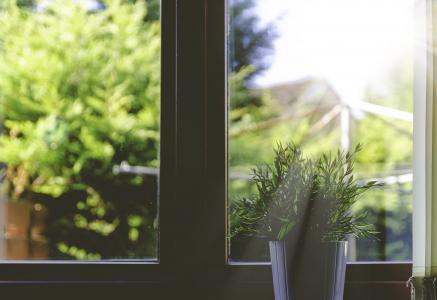 植物, 盆栽植物, 阳光, 窗口