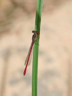 红蜻蜓, 干, 有翅膀的昆虫, 蜻蜓