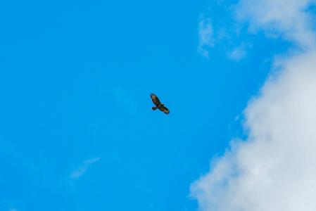 鸟, 秃鹰, 捕食者, 野生动物, 自然, 天空, 飞行