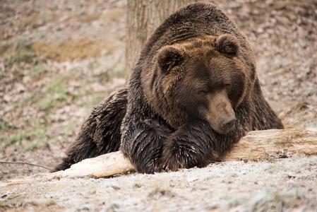 熊, 棕色的熊, 野生动物, 自然, 毛茸茸, 头, 功能强大