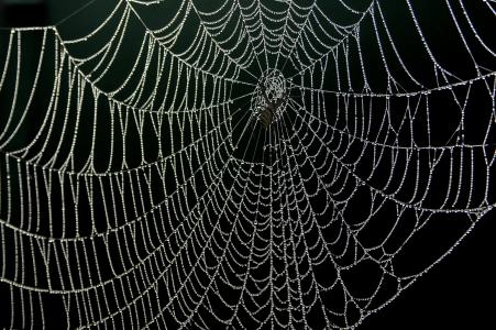 蜘蛛网, 露水, 滴眼液, 自然, 脆弱, 背景, 纹理