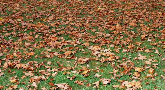 秋天, 干枯的落叶, 普拉托, 地毯, 自然, 花园, 叶子