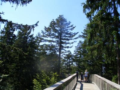 树梢路径, 巴伐利亚森林, web, 浮桥, 树径, 森林, 树木