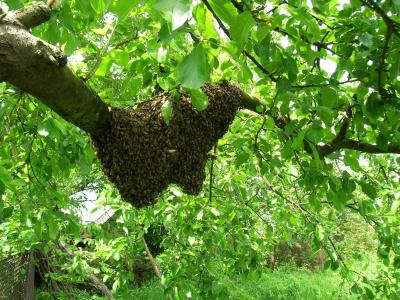 蜜蜂, 群, 养蜂场