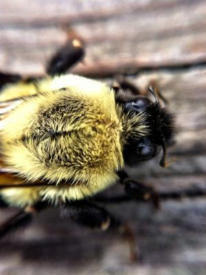 蜜蜂, 黄蜂, 宏观, 昆虫, 自然, 动物