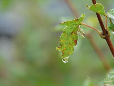 滴灌, 水一滴, 关闭, 雨滴, 自然, 叶, 植物