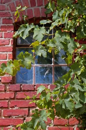 葡萄树, 藤叶, 葡萄酒, 叶子, 植物, 自然, 墙上