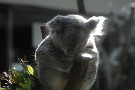 树袋熊, 动物园, 舒适, 澳大利亚人, 动物, 自然, 有袋类动物