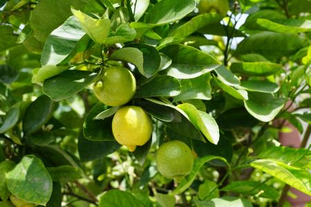 柠檬, 树, 绿色, 酸奶, 水果, 柠檬树, 伊维萨岛