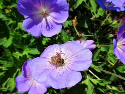 蜜蜂, 花, 紫色, 关闭, 昆虫, 开花, 绽放