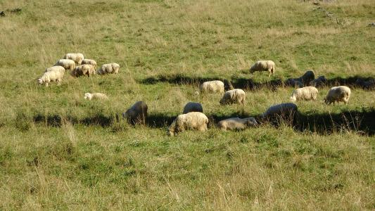 羊, 动物, 牧场, 反刍, 草甸, 草, 山脉
