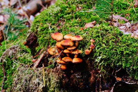 蘑菇, 树桩, 自然, 森林, 真菌在树桩上, 木材, 树真菌