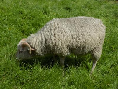 heidschnucke, 北欧短尾羊, 羊, 牧场