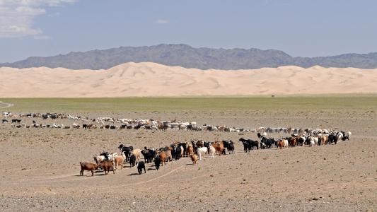 沙漠, 戈壁, 蒙古, 山羊, 沙丘, 沙漠景观