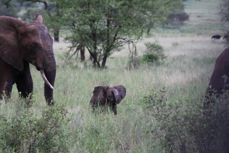 大象的家族, elefentankind, 大象, 非洲, 坦桑尼亚, 塔兰吉雷, 野生动物