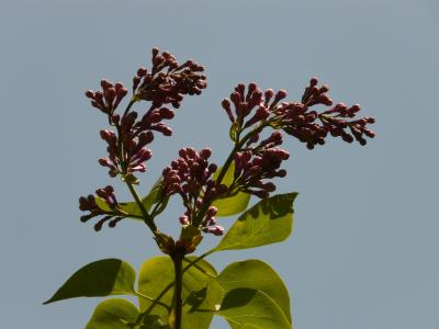 丁香, 普通丁香, 一种观赏灌木, 布什, 植物, 回光, 紫罗兰色