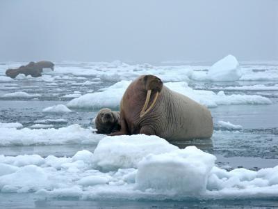 公牛海象, 母牛, 冰, 雪, 感冒, 哺乳动物, 獠牙