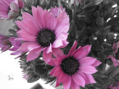 花, 花, 自然, 黑白照片, 粉色