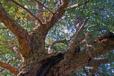橡树, 软木塞, 欧洲栓皮栎, 常绿, 树, 树木, 树皮