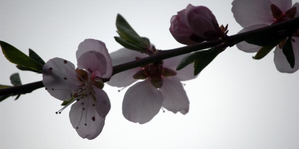 桃子, 花, 植物, 木材, 春天, 开花的树
