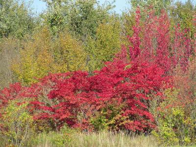 秋天的颜色, farbenspiel, 秋天的树叶, 灌木, 树木, 森林