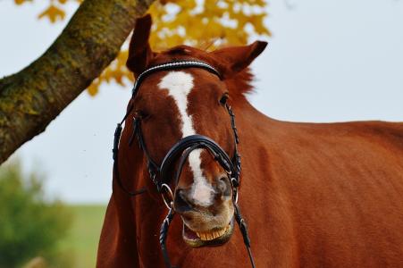 马, 动物, 有趣, 骑, reiterhof, 棕色, 耦合
