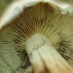 蘑菇, 层状, 秋天, 自然, 森林蘑菇, 盘菌