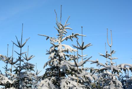 雪, 冬天, 冷杉小贴士, 冷杉, 寒冷, 树木, 白雪皑皑