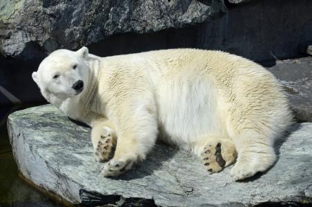 北极熊, 动物园, 白熊, 动物, 斯图加特, 一种动物, 野生动物