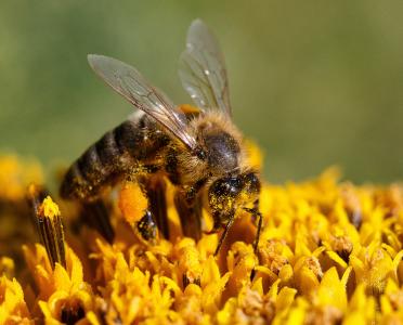 蜜蜂, 蜂蜜, 收集, 花, 花粉, 宏观, 夏季