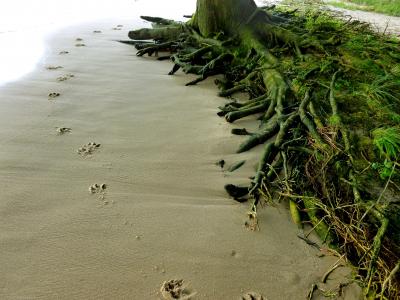 动物足迹, 狗, 狗轨, 沙子, elbe 海滩, 痕迹, 树的根