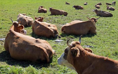 反刍动物, 母牛, 母牛, 在撒谎, 牧场, 草甸, 牛