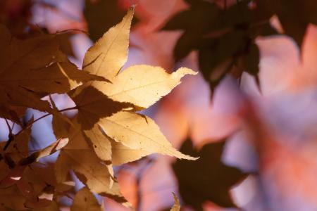 枫树, 秋天, 叶, 黄色, 橙色, 叶子, 着色