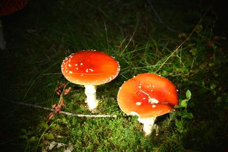 蘑菇, 飞金顶, 有毒, 礼物, 红色, 秋天, 红色飞木耳蘑菇