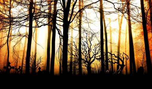 森林, 黑暗, 雾, 令人沮丧, 神秘, 照明, 树木