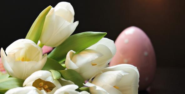郁金香, 郁金香, 复活节彩蛋, 粉红色的复活节彩蛋, 粉色, 白色, 花