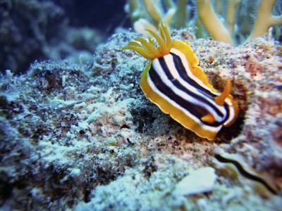 蛞蝓, 蜗牛, 跳水, 水下, 水, 海, 海底世界