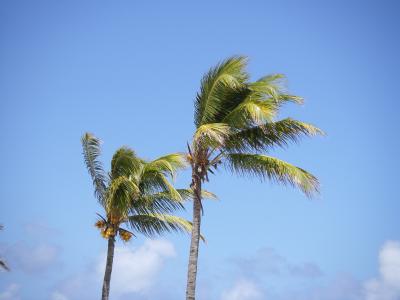 棕榈树, 海滩, 毛里求斯, 棕榈树, 自然, 树, 蓝色