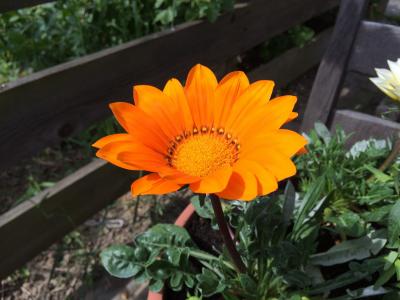 杂色菊, 橙花, 花卉园, 复合材料, 夏天花, 春天, 植物区系